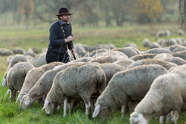 080833 Schaefer, Altdeutsche Huetehunde und Merino Schafe, Schafherde
