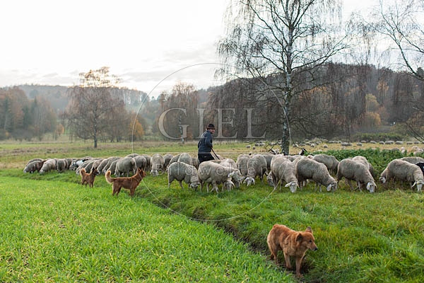 080834 Schaefer, Altdeutsche Huetehunde und Merino Schafe, Schafherde