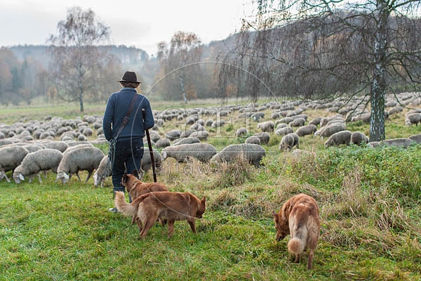 080835 Schaefer, Altdeutsche Huetehunde und Merino Schafe, Schafherde