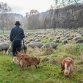 080835 Schaefer, Altdeutsche Huetehunde und Merino Schafe, Schafherde