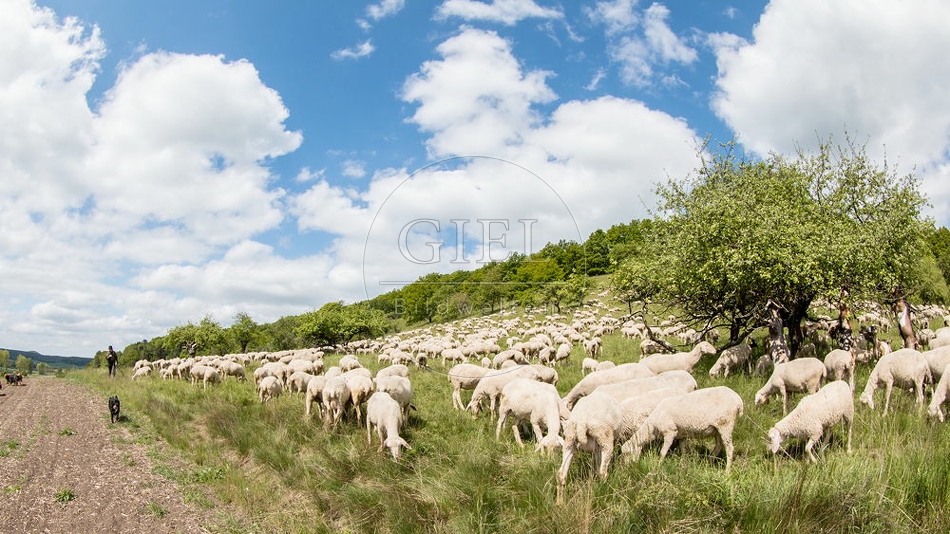 096794 Zeitraffer, Schafherde, Merino Schafe