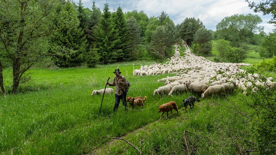096800 Zeitraffer, Schafherde, Merino Schafe