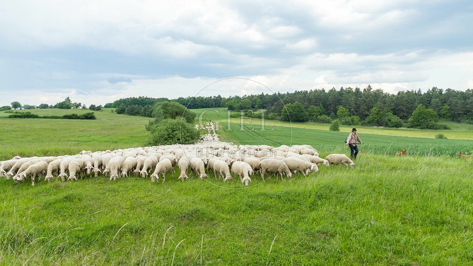 096801 Zeitraffer, Schafherde, Merino Schafe
