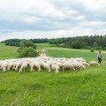 096801 Zeitraffer, Schafherde, Merino Schafe