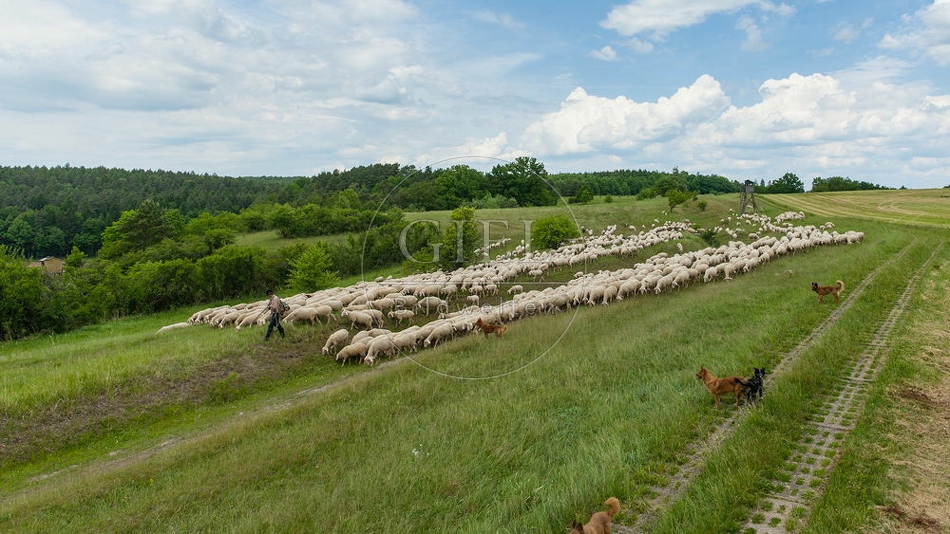 096802 Zeitraffer, Schafherde, Merino Schafe