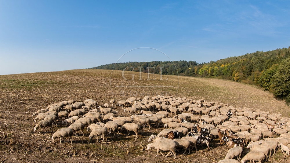 096804 Zeitraffer, Schafherde, Merino Schafe
