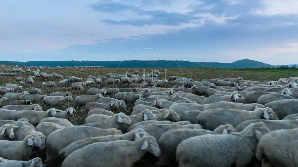 096805 Zeitraffer, Schafherde, Merino Schafe