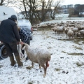 097486 Schaefer und Merino Schafe, Schafherde