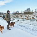 097574 Schaefer, Altdeutsche Huetehunde und Merino Schafe
