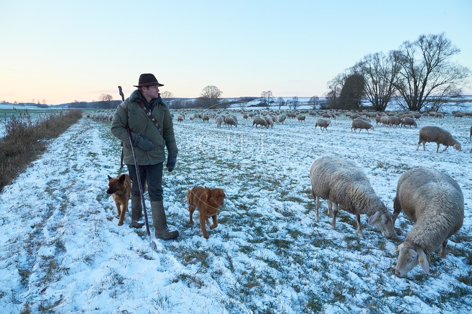 097579 Schaefer, Altdeutsche Huetehunde und Merino Schafe