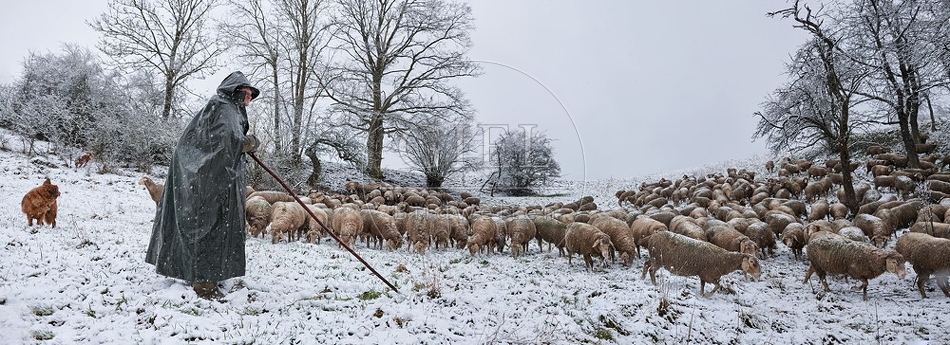 097721 Schaefer, Altdeutsche Huetehunde und Merino Schafe, Schafherde