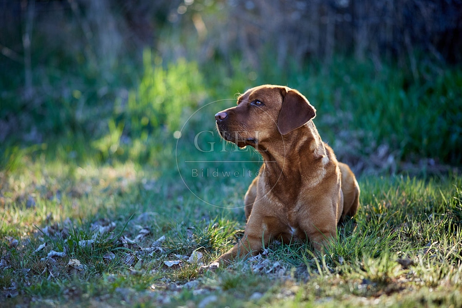 115005 Labrador Retriever