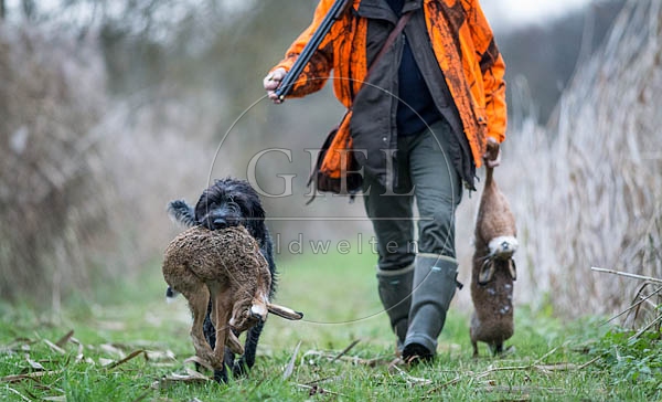 072163 Jaeger und Deutsch Drahthaar, traegt toten Hasen