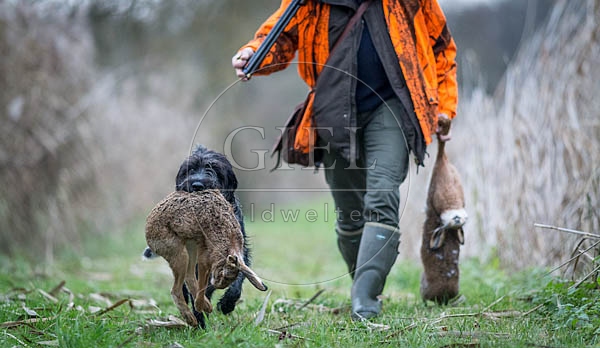 072164 Jaeger und Deutsch Drahthaar, traegt toten Hasen