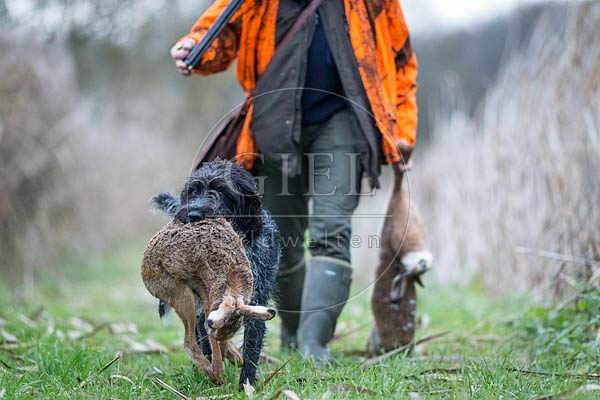 072165 Jaeger und Deutsch Drahthaar, traegt toten Hasen