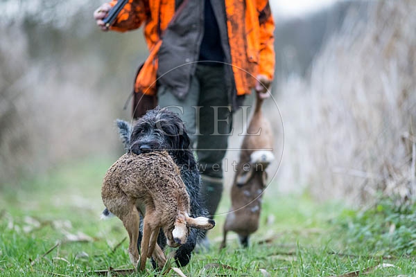072166 Jaeger und Deutsch Drahthaar, traegt toten Hasen