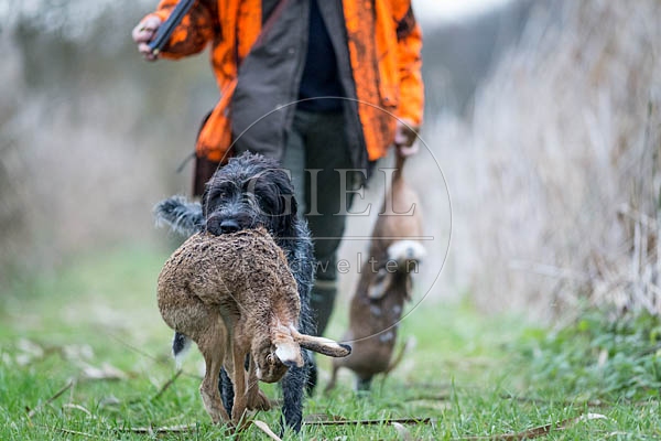 072167 Jaeger und Deutsch Drahthaar, traegt toten Hasen