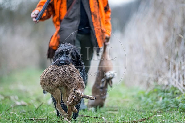 072168 Jaeger und Deutsch Drahthaar, traegt toten Hasen