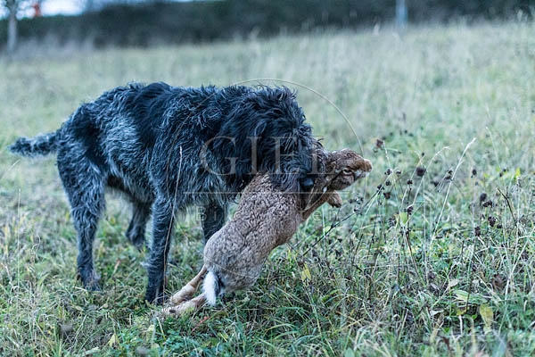 072169 Deutsch Drahthaar traegt toten Hasen