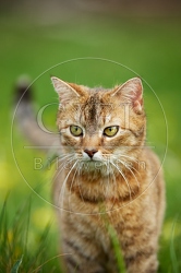 115208 Hauskatze, Portrait