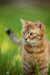 115209 Hauskatze, Portrait