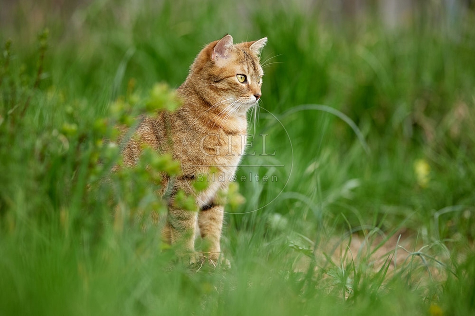 115212 Hauskatze sitzt in Wiese
