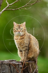 115213 Hauskatze sitzt auf Baumstumpf