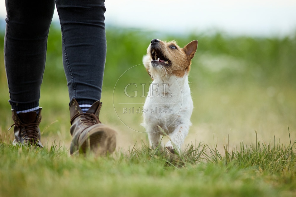 116617 Jack Russell Terrier
