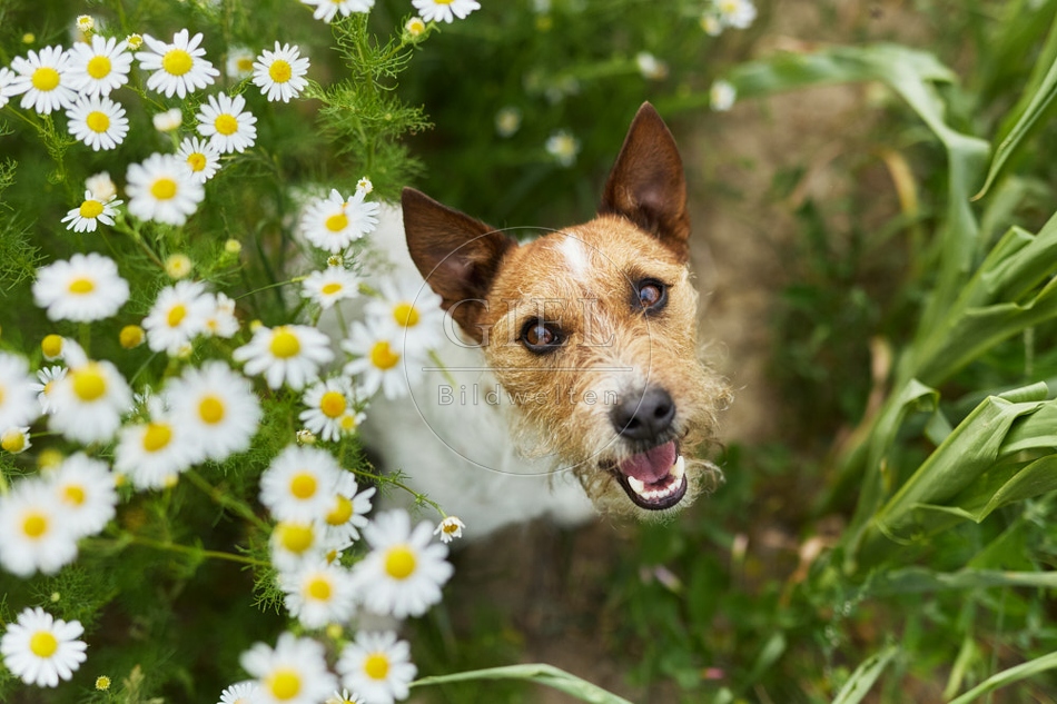 116618 Jack Russell Terrier