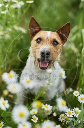 116619 Jack Russell Terrier