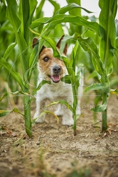 116631 Jack Russell Terrier