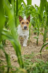 116632 Jack Russell Terrier