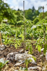 116650 Gemüsegarten, Tomaten, Schafwolle