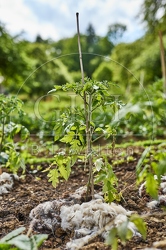 116651 Gemüsegarten, Tomaten, Schafwolle