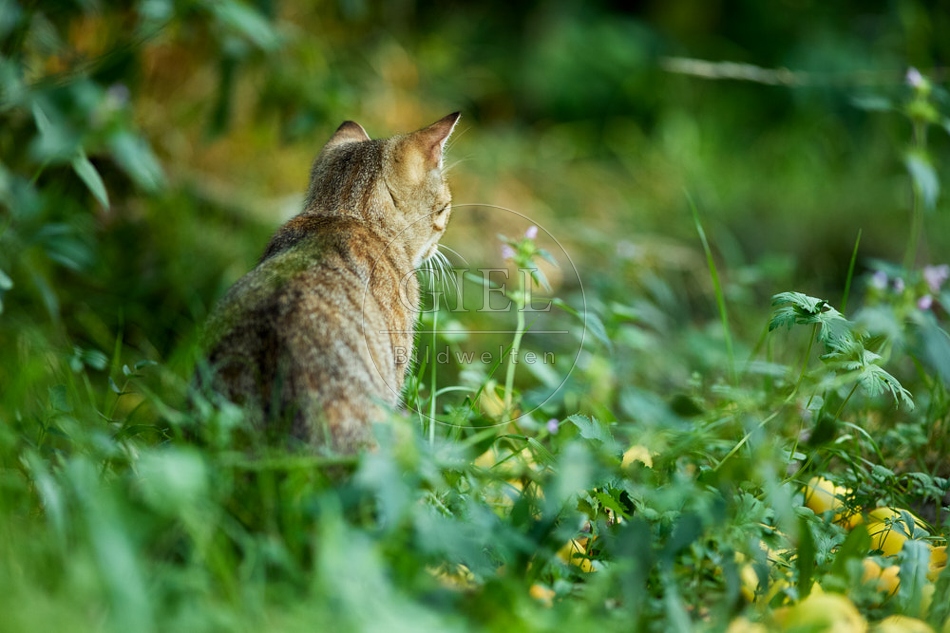 116997 Hauskatze im Garten