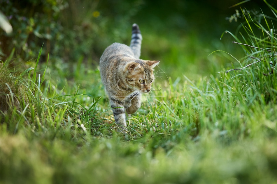 116998 Hauskatze im Garten