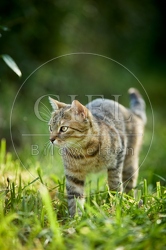116999 Hauskatze im Garten