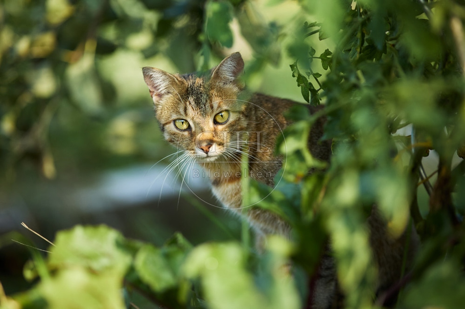 117000 Hauskatze im Garten