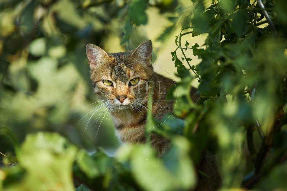 117001 Hauskatze im Garten