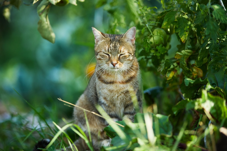 117002 Hauskatze im Garten