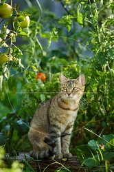 117003 Hauskatze im Garten
