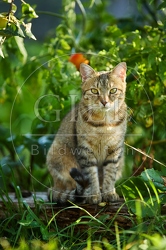 117004 Hauskatze im Garten