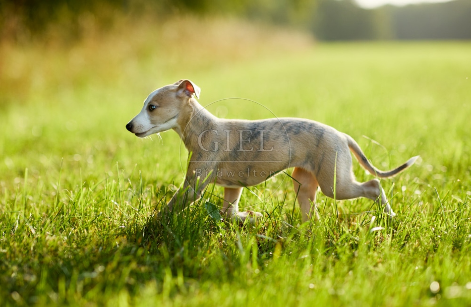 117005 Whippet, Welpe