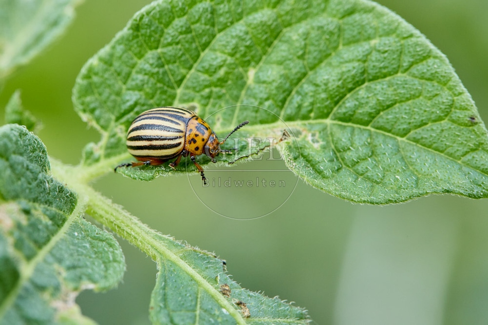 117075 Kartoffelkäfer