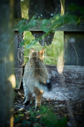 117082 Hauskatze schaut durch ein Loch im Zaun