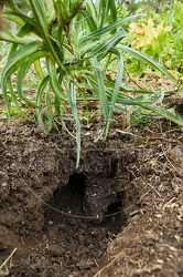 117094 Gänge von Mäusen im Garten