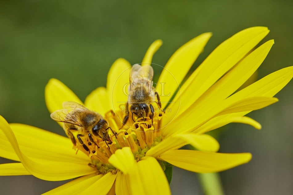 117112 Bienen auf Durchwachsene Silphie
