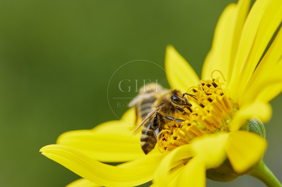 117113 Bienen auf Durchwachsene Silphie
