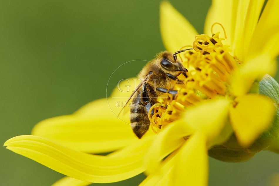 117114 Bienen auf Durchwachsene Silphie