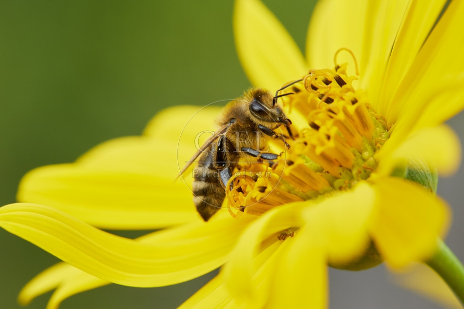 117115 Bienen auf Durchwachsene Silphie